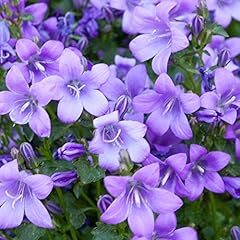 Campanula poscharskyana serbia for sale  Delivered anywhere in Ireland