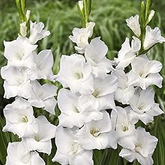 Gladioli white prosperity for sale  Delivered anywhere in UK