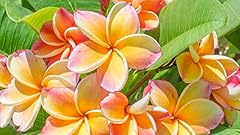 Grow secret garden for sale  Delivered anywhere in UK
