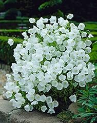 Campanula carpatica white for sale  Delivered anywhere in Ireland