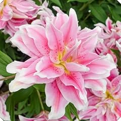 Lily bulbs lily for sale  Delivered anywhere in UK
