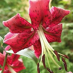 Tree lily hardy for sale  Delivered anywhere in UK