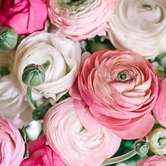 Ranunculus flower bulbs for sale  Delivered anywhere in USA 