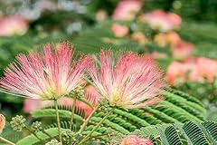 Pink flower persian for sale  Delivered anywhere in USA 