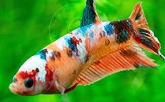 Swimming creatures betta for sale  Delivered anywhere in USA 