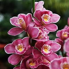 Saterkali semi cymbidium usato  Spedito ovunque in Italia 