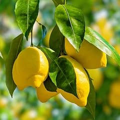 Yougarden citrus lemon for sale  Delivered anywhere in UK