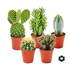 Different cactus small for sale  Delivered anywhere in Ireland