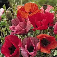 Oriental poppy seeds for sale  Delivered anywhere in UK