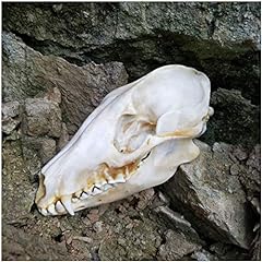 Taxidermy fox skull for sale  Delivered anywhere in UK