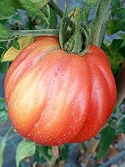 Semi pomodoro cuore usato  Spedito ovunque in Italia 