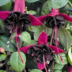 Fuchsia upright bush for sale  Delivered anywhere in UK