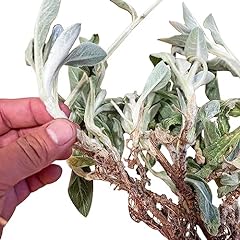 Lambs ear live for sale  Delivered anywhere in USA 