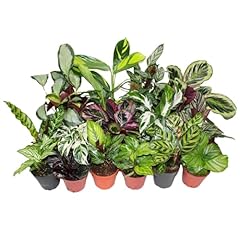 Calathea assorted pots for sale  Delivered anywhere in USA 