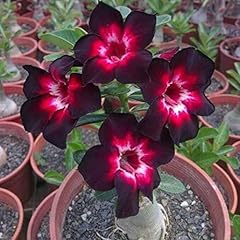 Desert rose live for sale  Delivered anywhere in UK