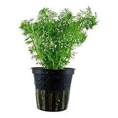 Limnophila sessiliflora mazzo usato  Spedito ovunque in Italia 