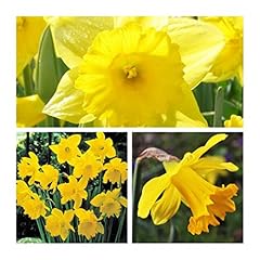 Daffodil king alfred for sale  Delivered anywhere in UK
