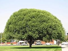 Two globe willow for sale  Delivered anywhere in USA 