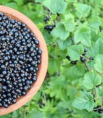 Black currant plant for sale  Delivered anywhere in USA 