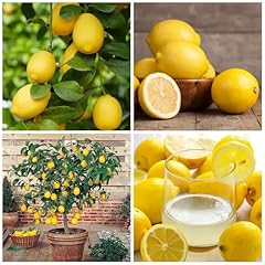 Seeds lemon tree for sale  Delivered anywhere in USA 