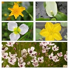 Nurseryman choice pond for sale  Delivered anywhere in UK