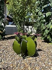 Decorative metal bisnaga for sale  Delivered anywhere in USA 
