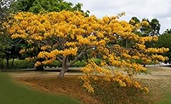 Jaune royal ponciana d'occasion  Livré partout en France