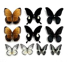 Lot real butterfly for sale  Delivered anywhere in USA 