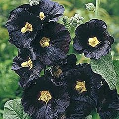 Black hollyhock flower for sale  Delivered anywhere in USA 