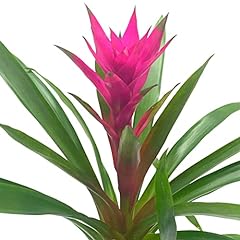 Bubbleblooms purple bromeliad for sale  Delivered anywhere in USA 