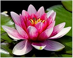 Aquatic plant pond for sale  Delivered anywhere in UK