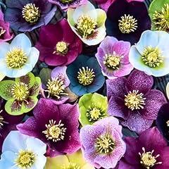 Mix hellebore plants for sale  Delivered anywhere in USA 