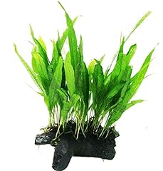 Mainam java fern for sale  Delivered anywhere in USA 