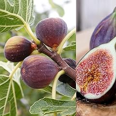 Ficus carica rouge for sale  Delivered anywhere in UK