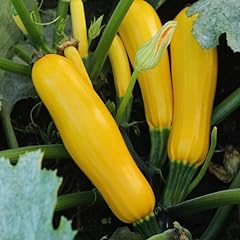 Live squash plants for sale  Delivered anywhere in USA 