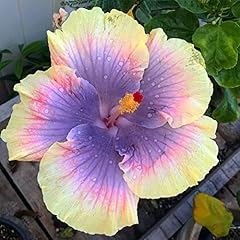 Purple yellow hibiscus for sale  Delivered anywhere in USA 