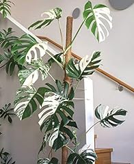Aamish 12pcs White Monstera Plant Seeds for sale  Delivered anywhere in Canada