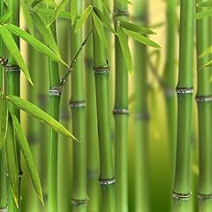 Phyllostachys bissettii green for sale  Delivered anywhere in UK