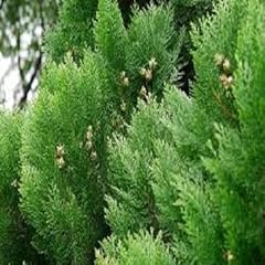 Cypress arbres platycladus d'occasion  Livré partout en France