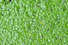 1000 live duckweed for sale  Delivered anywhere in USA 