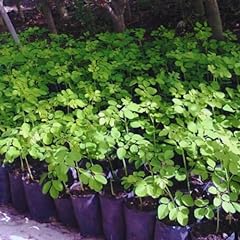 Set moringa tree for sale  Delivered anywhere in USA 