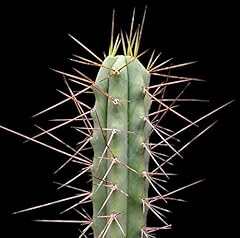 Portal cool trichocereus usato  Spedito ovunque in Italia 