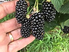 Blackberry plants big for sale  Delivered anywhere in USA 