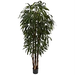 Raphis palm tree for sale  Delivered anywhere in USA 