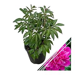 Live flowering perennial for sale  Delivered anywhere in USA 