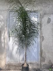 Palma cocos plumosa usato  Spedito ovunque in Italia 