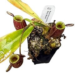 Nepenthes black miracle for sale  Delivered anywhere in USA 