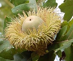 Bur oak quercus for sale  Delivered anywhere in USA 