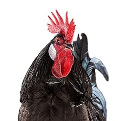 Pet chicken crow for sale  Delivered anywhere in USA 