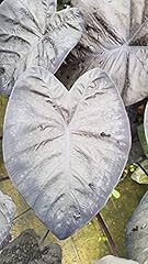 Colocasia black sapphire d'occasion  Livré partout en France
